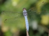 J16_1735 Orthetrum brunneum male